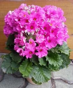 春の花鉢　いろいろ入荷してます♪｜「小川屋園芸」　（愛知県名古屋市西区の花キューピット加盟店 花屋）のブログ