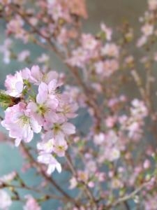 桜の良い時期です！｜「小川屋園芸」　（愛知県名古屋市西区の花キューピット加盟店 花屋）のブログ